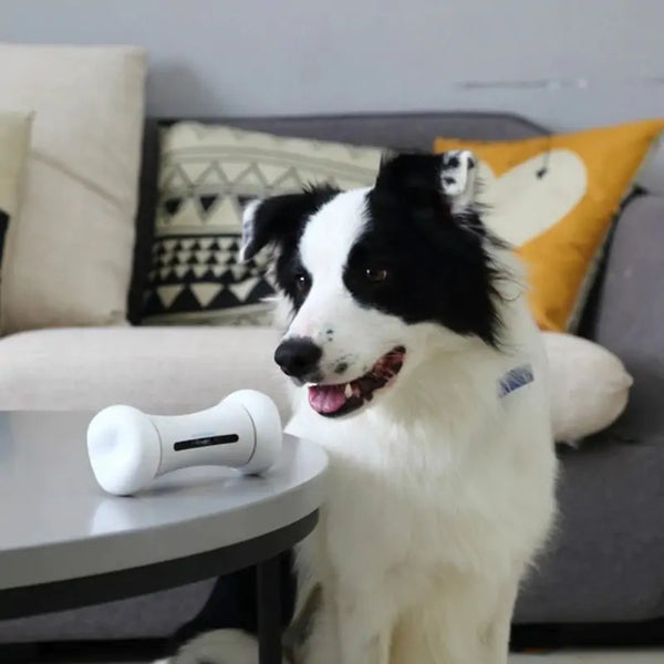 Interactive Pet Toy