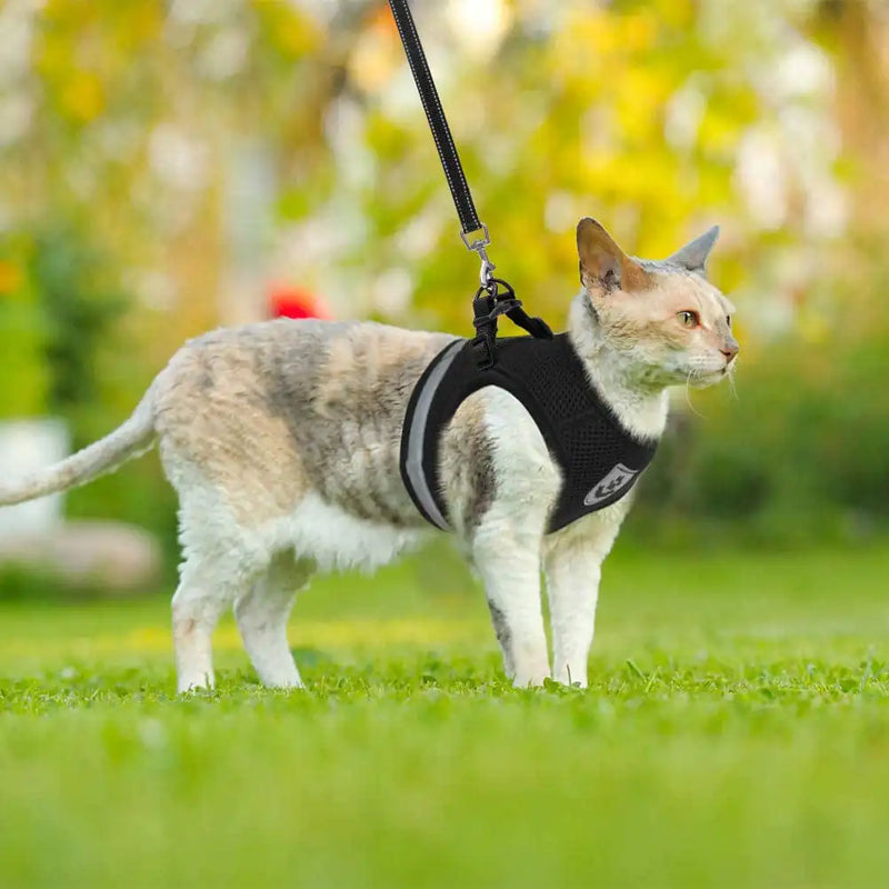 Pet Harness and Leash