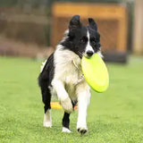 Rubber Dog Frisbee