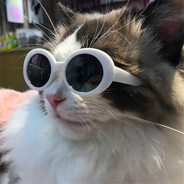 Pet Pic Eyeglasses