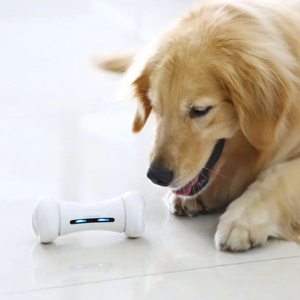 Interactive Pet Toy