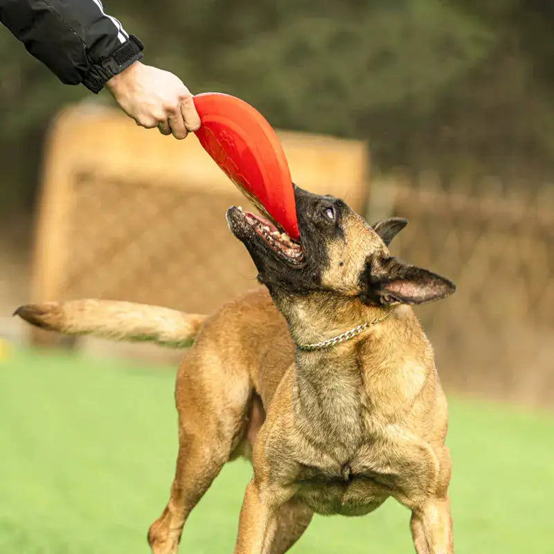 Rubber Dog Frisbee