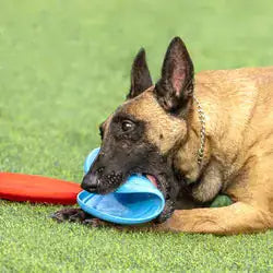 Rubber Dog Frisbee